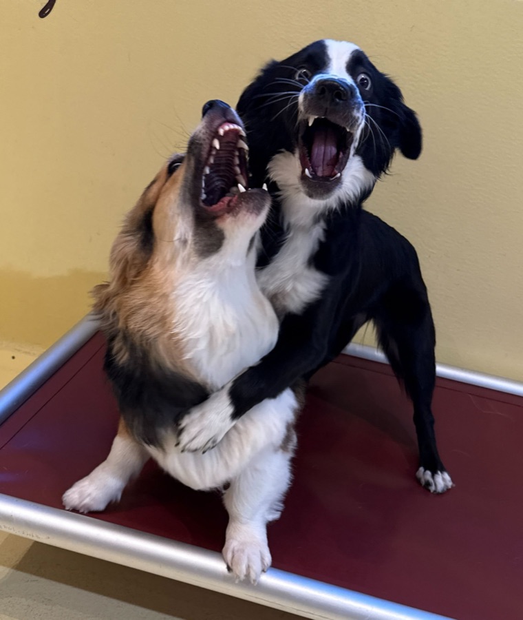 Two dogs standing up together on a red cot, one’s leg round the other, both with their mouths wide open.