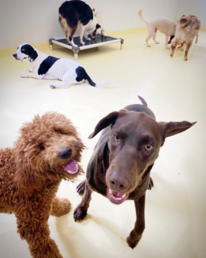 A chocolate Lab and a red curly-coated dog coming toward the camera across a pale floor, other dogs behind them.