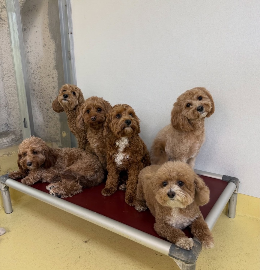 Six curly-coated dogs sitting and lying together on a red cot against a white wall.
