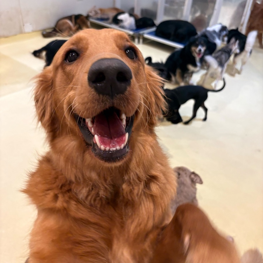 A golden retriever smiling close to the camera, other dogs playing and resting on cots behind it.