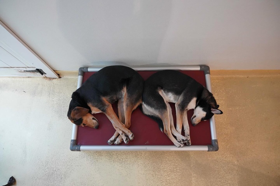 From above, two dogs asleep back to back on a red cot.