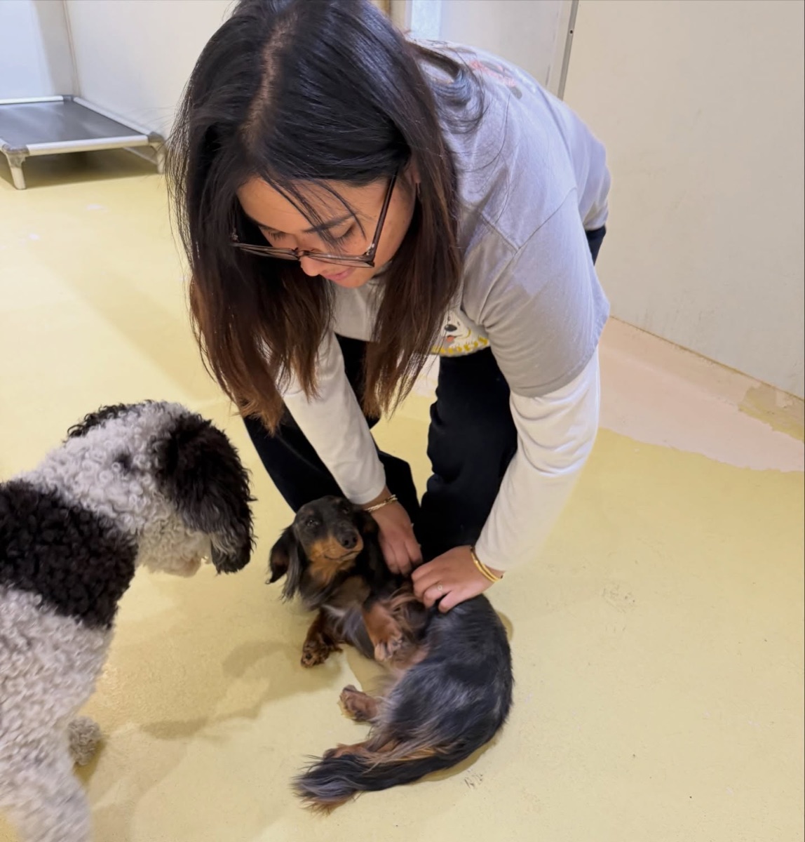 A smiling carer bends to rub the belly of a long-haired dachshund lying on its back, while a black-and-white poodle looks on.