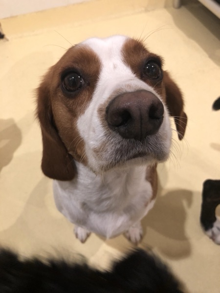 Cooper, Emmy C.’s dog