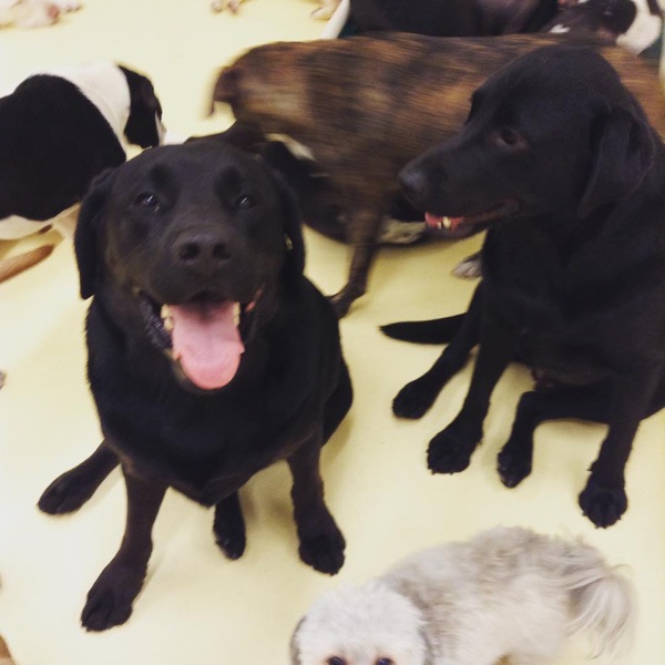 Jack and George, Gary E.’s dogs