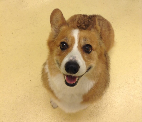 Hattie, Dale S.’s dog