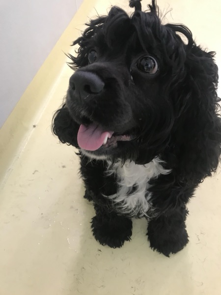 Kara R.’s dog