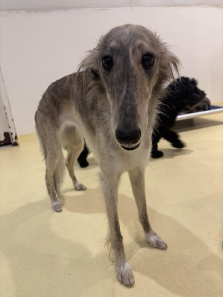 Sally, Andre Z.’s dog