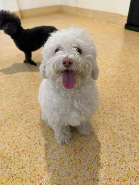 Cecily, James E.’s dog