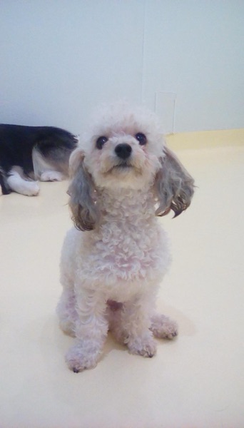 Luna, Tempestt W.’s dog