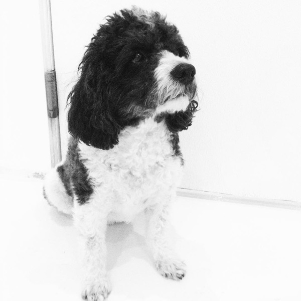 Rocko, Diane D.’s dog