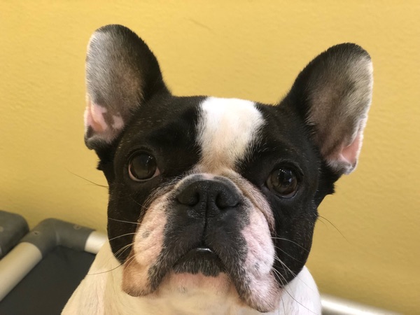 Peanut, David O.’s dog