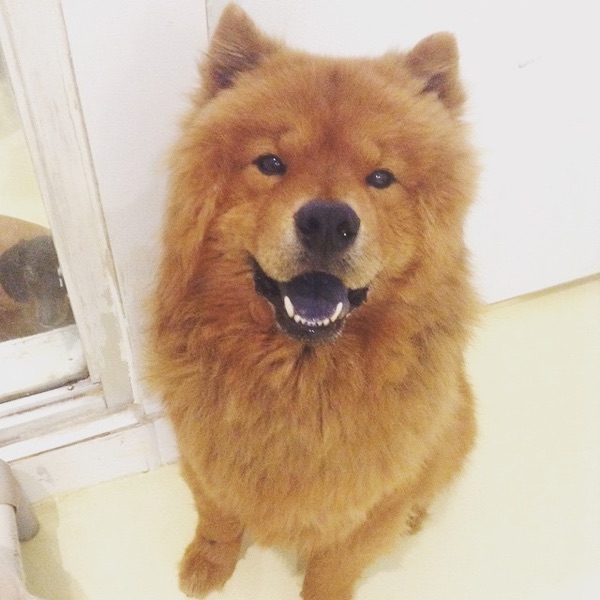 Mr. Fox, Ondine K.’s dog