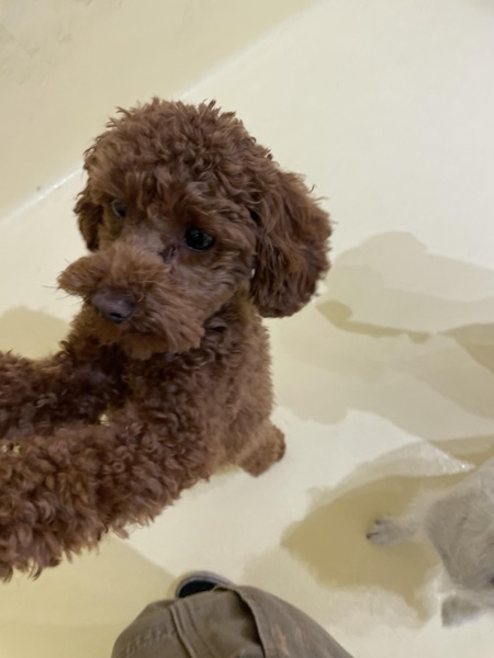 Zuko, Liz H.’s dog